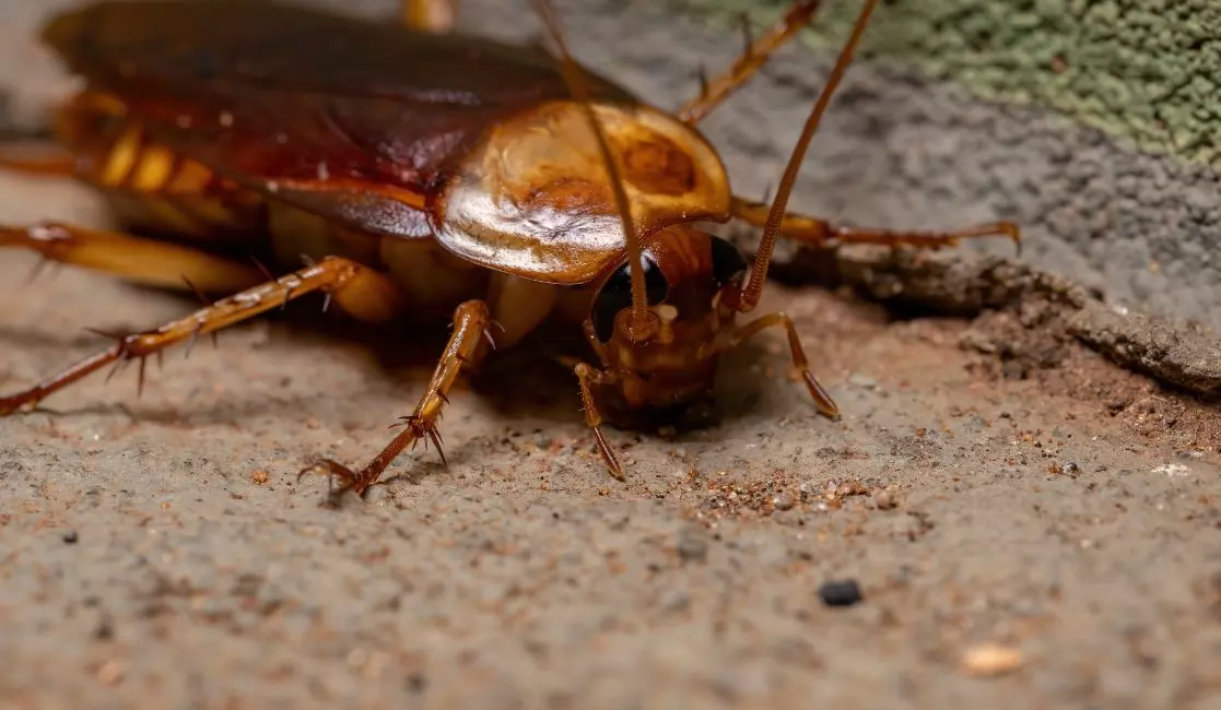 American cockroach in Durham region