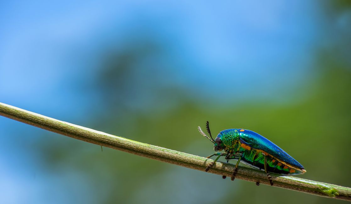 bats hanging on a branch in Bowmanville and Newcastle