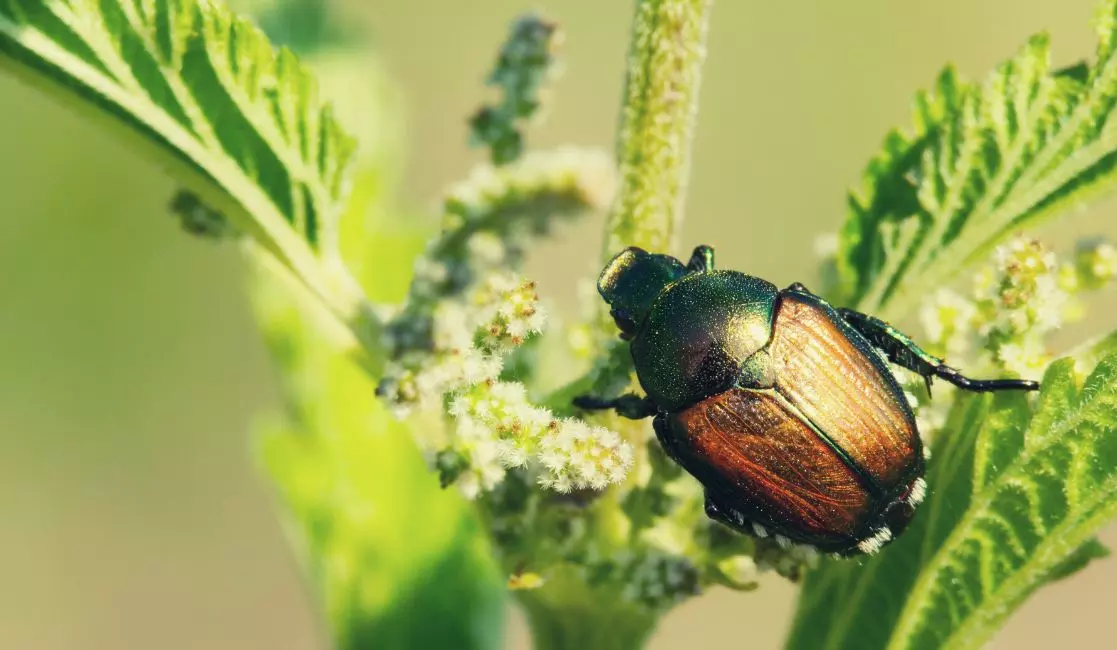 Beetle extermination in Oshawa