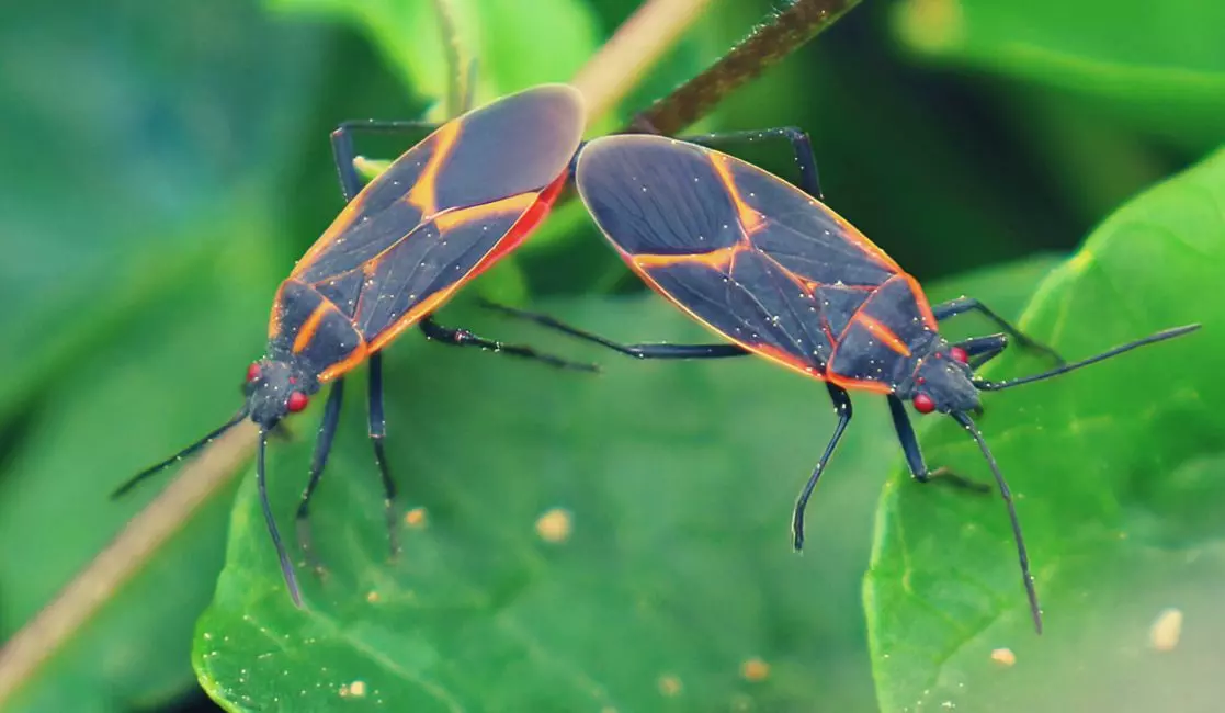 Cockroach eating fruits in Cobourg