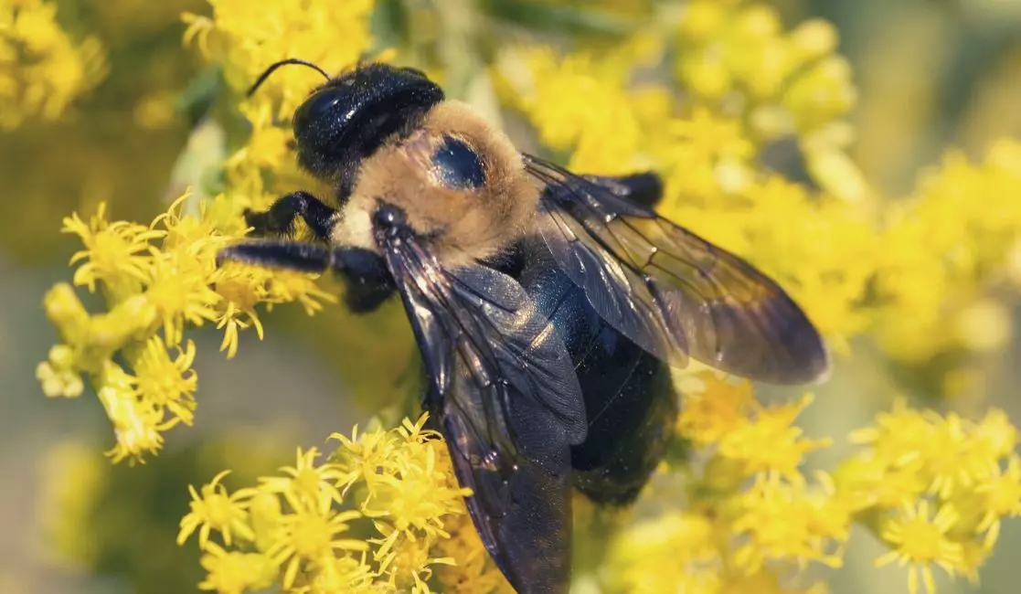 Carpenter bee extermination