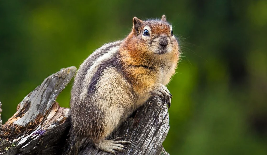 bats hanging on a branch in Bowmanville and Newcastle
