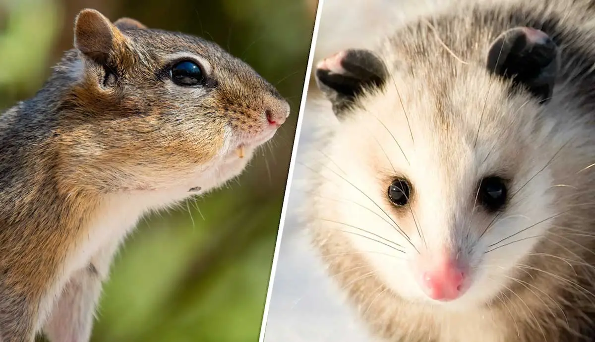 bats hanging on a branch in Bowmanville and Newcastle