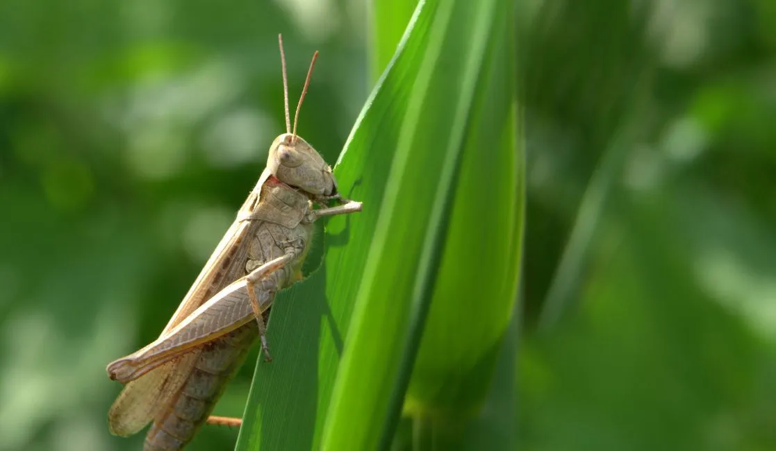 Crickets  can be destructive to a home