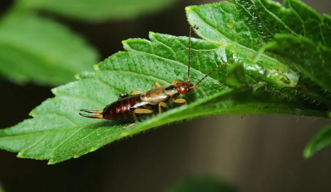 Earwigs can be destructive to a home