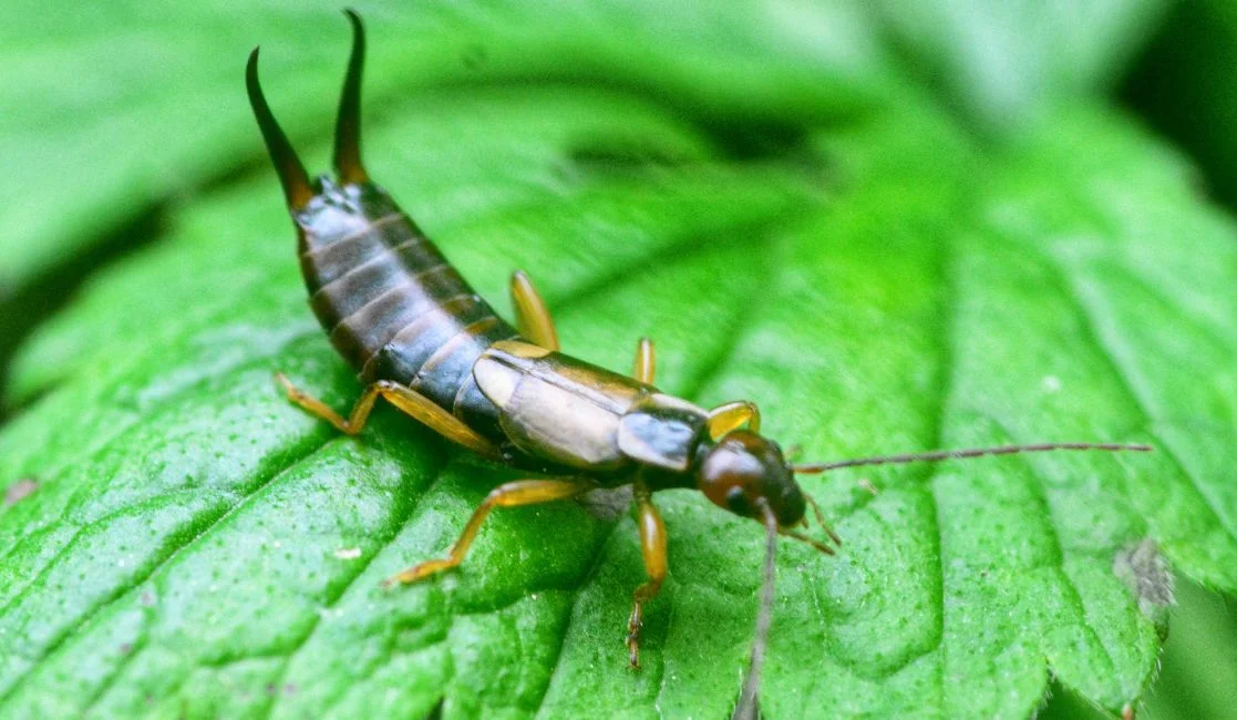 Earwigs control in Bowmanville & Oshawa