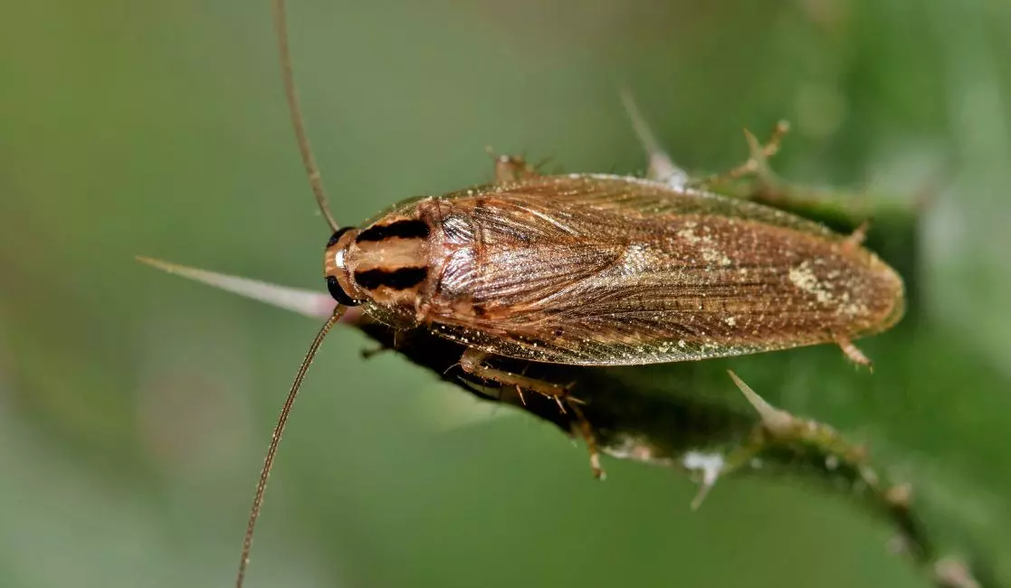 German cockroach in Durham region