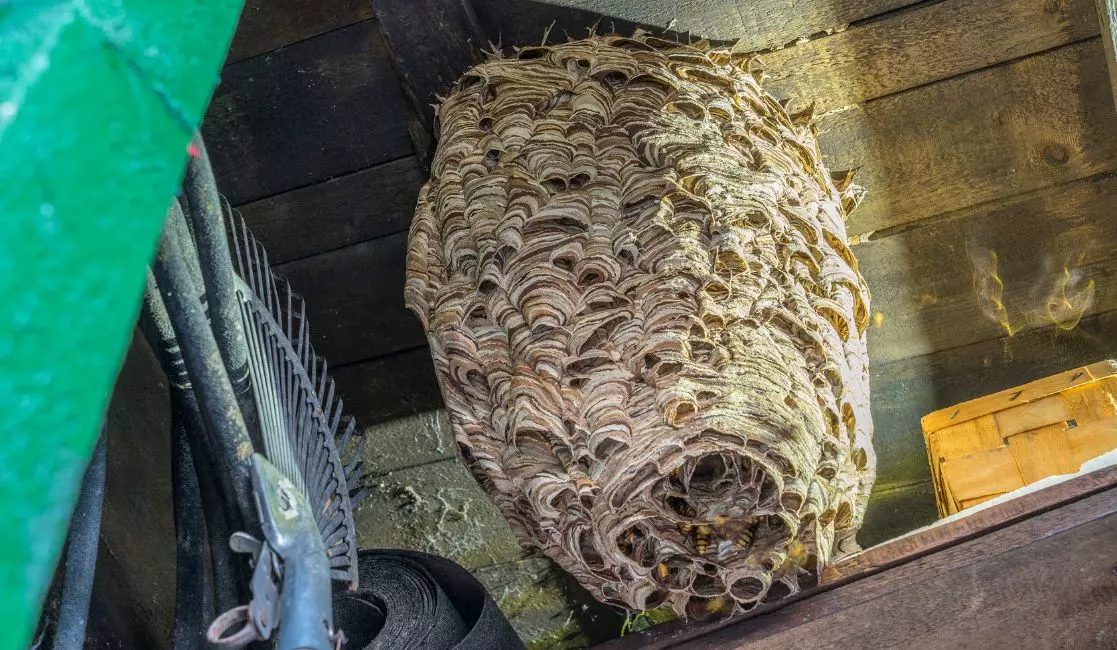 Hornets infestation in the Kawarthas