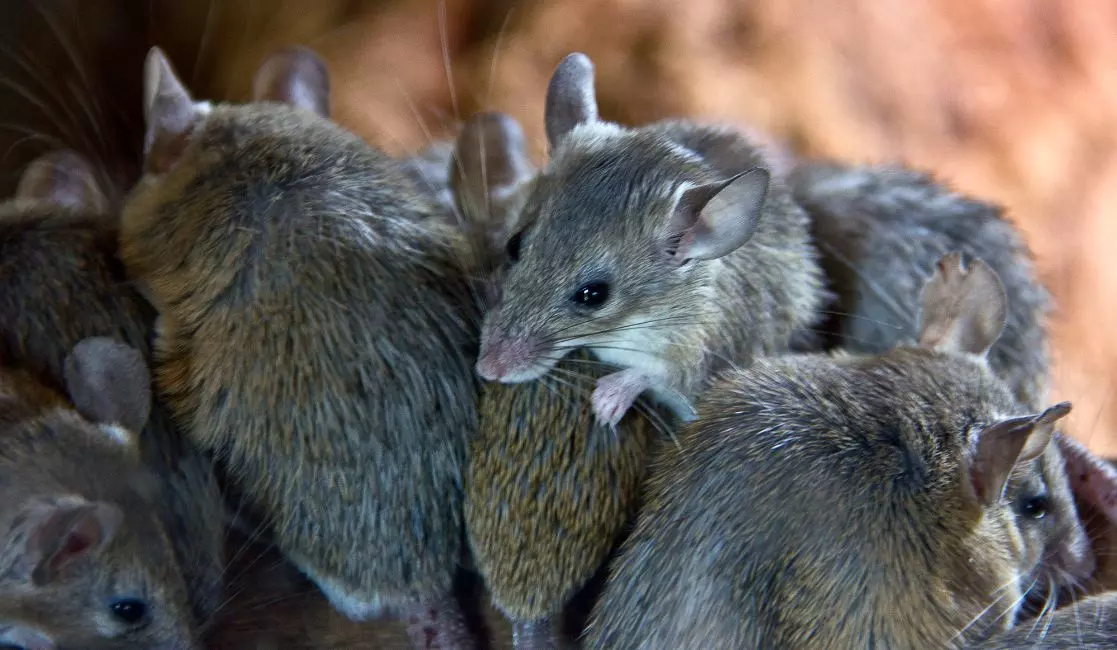 Mice infestation in the Kawarthas