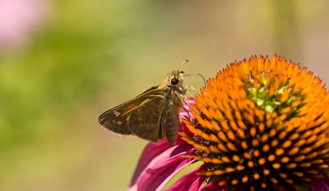 Moths can be destructive to a home