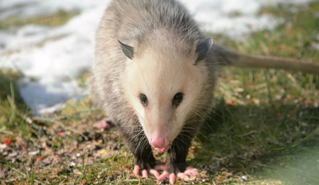 Opossum infestation in Cobourg ON