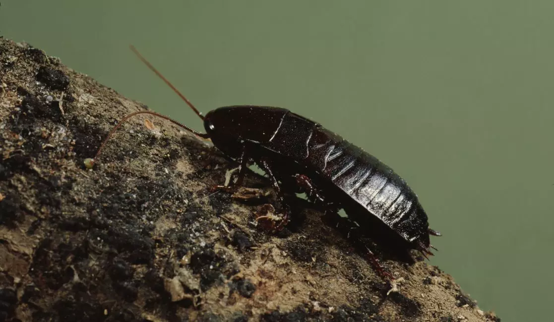 Oriental cockroach Blattidae in Durhman region
