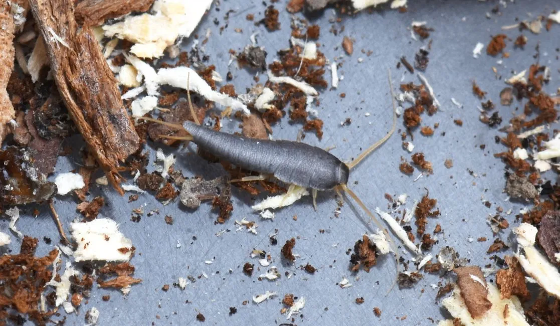Silverfish can be destructive to a home
