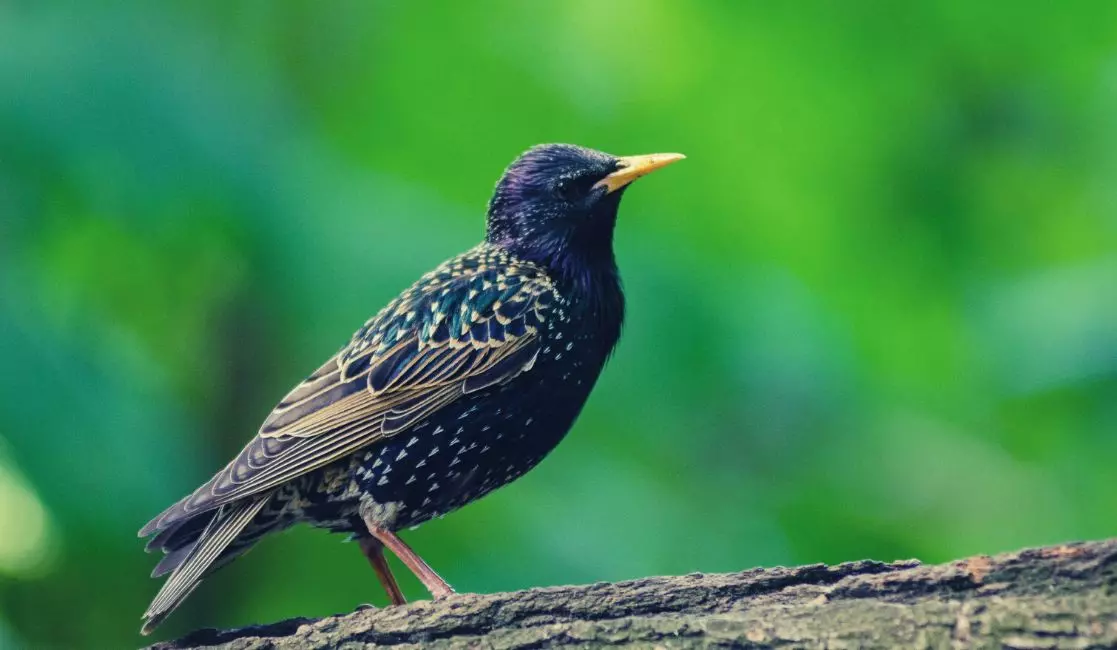 Starling bird control