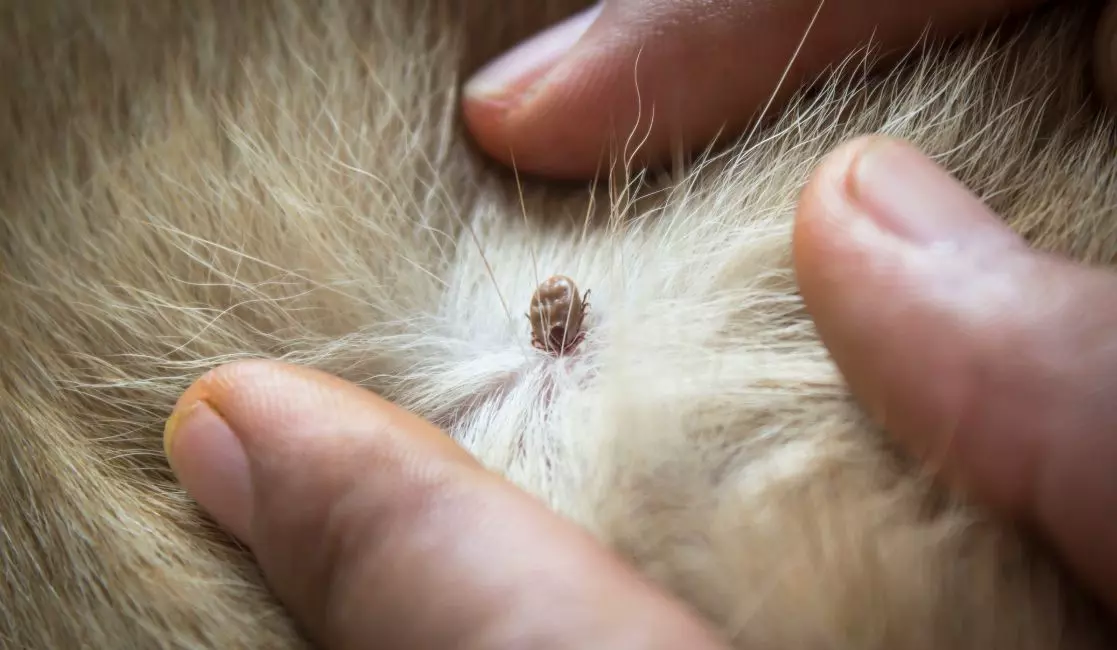 Pest control expert exterminating bugs