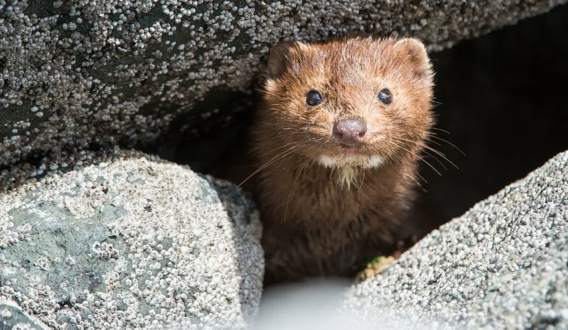 Cockroach eating fruits in Cobourg