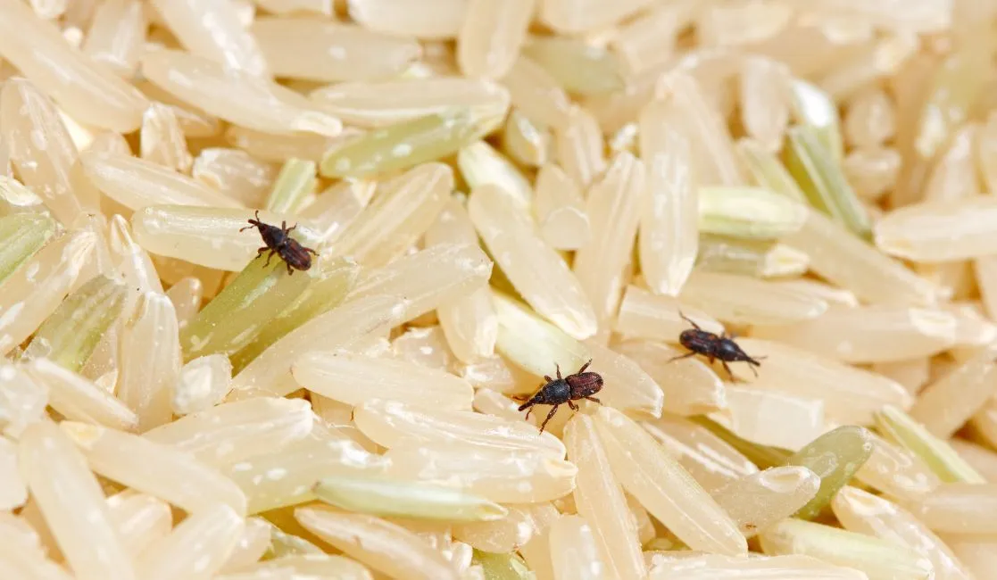 Weevils, Grain beetles can be destructive to a home