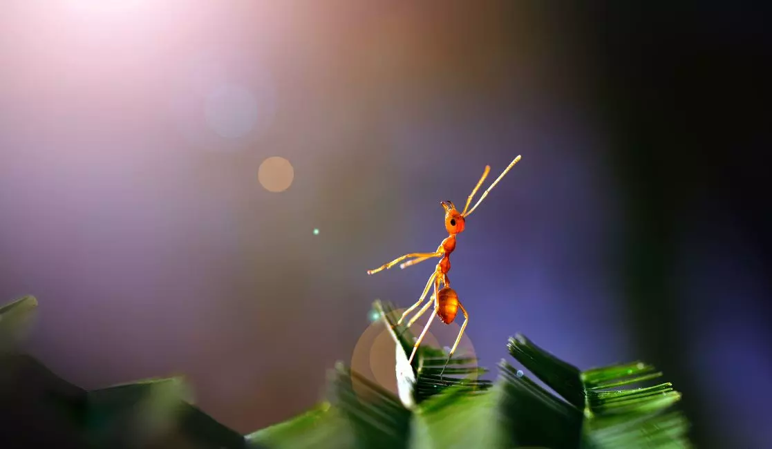 Pest control expert exterminating ants