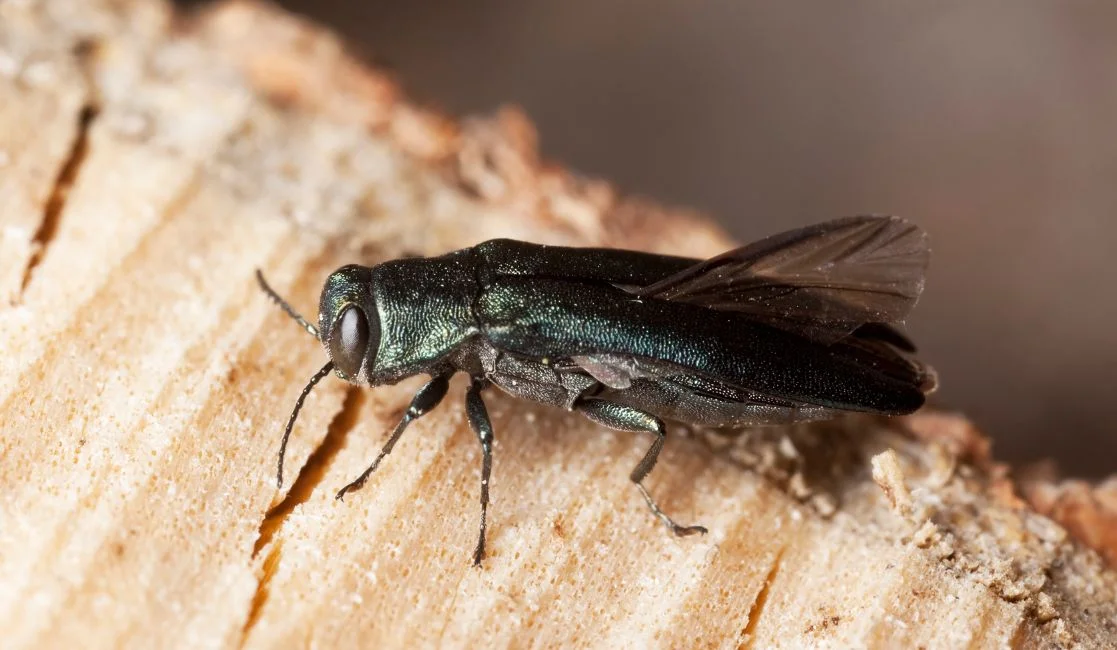 bats hanging on a branch in Bowmanville and Newcastle