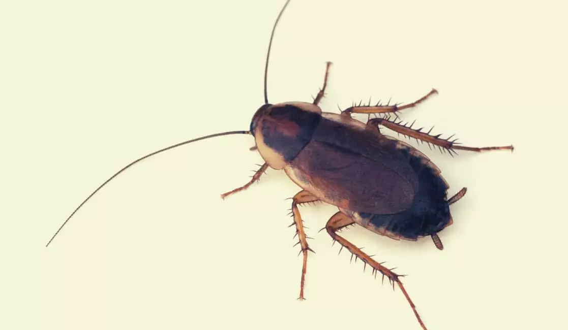 Cockroach destroying fruit