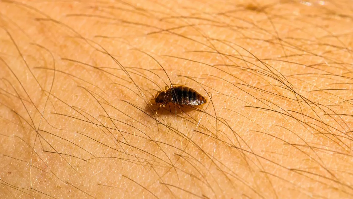 bed bugs in durham region