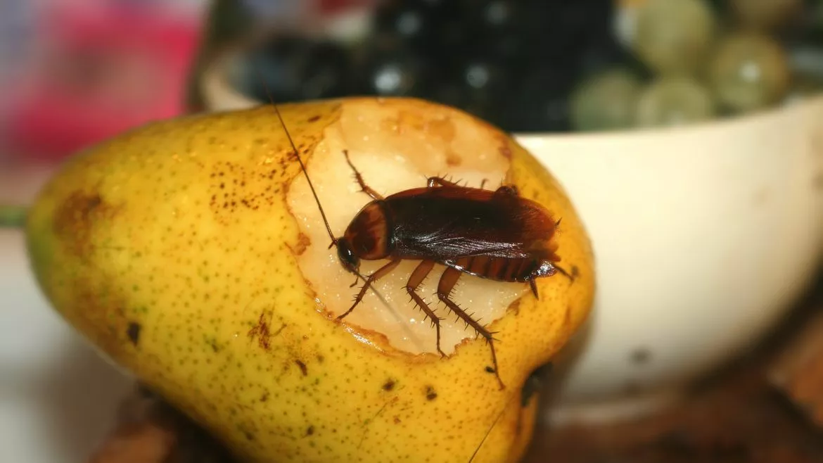 Cockroaches can be destructive to a home