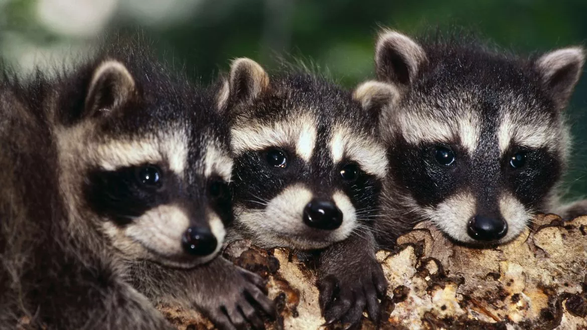 Raccon infestation in Orono