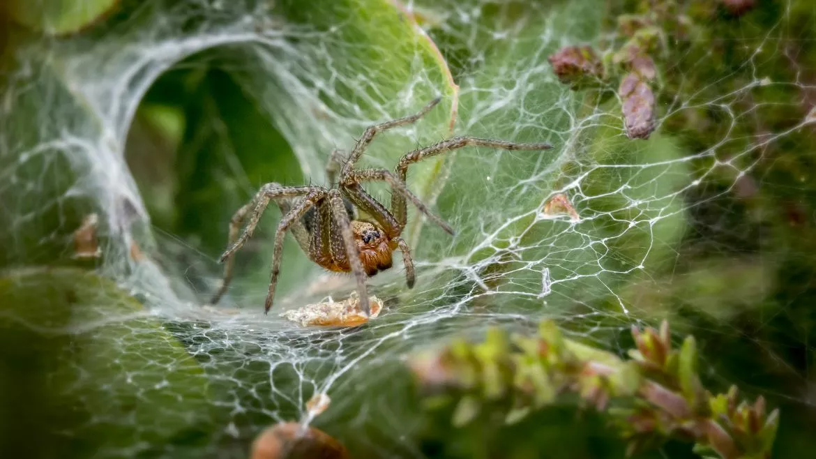 Spiders  can be destructive to a home